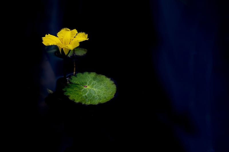 Lotus position